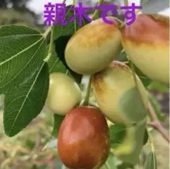 梅 5キロ 良品 宮城県登米市産 農薬不使用 - メルカリ