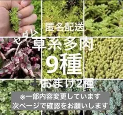 Bセット　草系多肉　9種➕おまけ2種