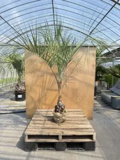 2025年最新】ココスヤシ シルバーリーフの人気アイテム - メルカリ