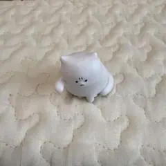怒った猫ちゃん　白い猫