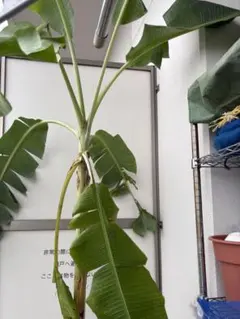 手渡し限定　三重県津市　バナナの苗木 鉢植え 手渡し限定 三重県津市 バナナの苗木 鉢植え - メルカリ