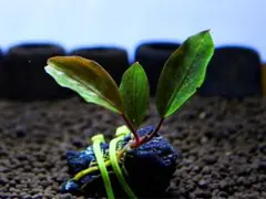 《激美》ブセファランドラ『ブルー・メロン』【完全水中葉】溶岩石活着株②