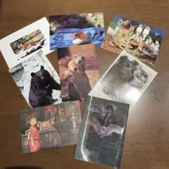 ポストカード 動物　アニメ　まとめ売り　ハリーポッター　千と千尋の神隠し