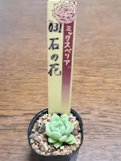 【メルカリ便】　札付き　おらいさん苗　おまとめ 青鬼 札付きポットごとメルカリ便おらいさん苗ミックスベリア - メルカリ