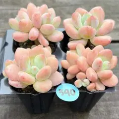 NEW❗️584多肉植物 エケベリア ロココ 抜き苗 寄せ植え 4苗セット