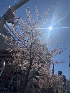 ⭐︎たまさま専用⭐︎