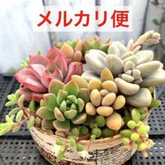 telltell様 リクエスト 2点 まとめ商品