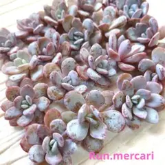 多肉植物〈カット苗〉☆ラウイ20ケ☆寄植えに♥