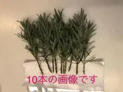ラベンダー　挿し穂 10本　カット苗　挿木　フレンチラベンダー　ラベンダー苗木 ラベンダー 挿し穂 10本 カット苗 挿木 フレンチラベンダー ラベンダー
