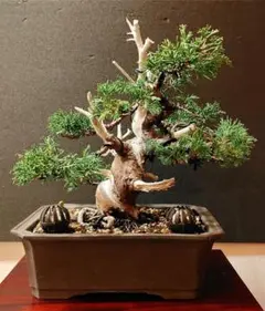 山木真柏盆栽 GW前値引き - メルカリ