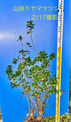 山採りヤマツツジ。 山採り自然樹形ヤマツツジ販売 秋元園芸