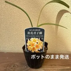 2026年最新】クンシランの人気アイテム - メルカリ