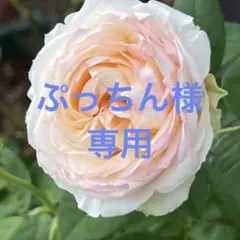 入手困難 ** 優しい色あい**