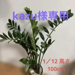 2026年最新】ザミオクルカス 斑入りの人気アイテム - メルカリ