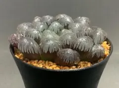 ナオキチ様 リクエスト 3点 まとめ商品