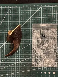特大66.9mm】熊の爪 未加工 毛・組織付き ハンドメイド素材 魔除け