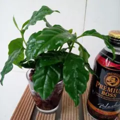 sato様 リクエスト 2点 まとめ商品