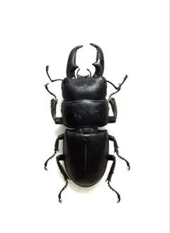 愛知県産 ヒラタクワガタ★★