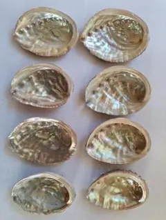 と11　日本海産天然あわび貝殻8枚まとめ売り♪送料込み♪