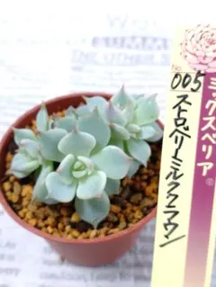 2025年最新】ストロベリーミルククラウンの人気アイテム - メルカリ