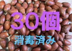 どんぐり　30個＋気持ちおまけ マテバシイ