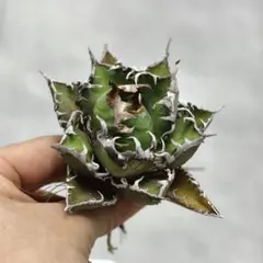 A37SSS特選 アガベAgave 牡丹葉白鯨 極上強棘陽炎狂刺 大甲蓋球形包葉 A37SSS特選 アガベAgave 牡丹葉白鯨 極上強棘陽炎狂刺 大甲蓋