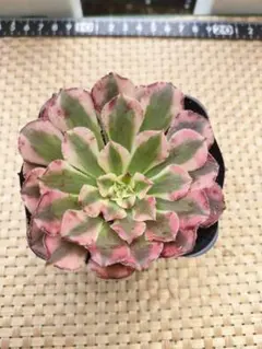 新入荷　超レア新品種　アエオニウム　マリンニンフ錦(群生)　法師錦　(超大品) 2025年最新】錦 アエオニウムの人気アイテム - メルカリ