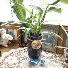 ★ハイドロカルチャー★ポトス、アイビーetc.★ミニ観葉植物★4種寄せ植え☆*:のサムネイル