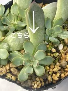 あお様　ご確認用