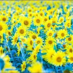 Item thumbnail for item f5f58886-cd46-44b1-aa78-56c1d9c99c4b