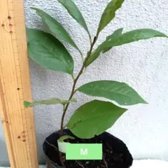 ポポー　実生苗　抜き苗　M