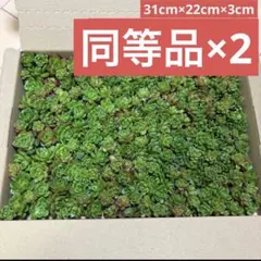 チキンラーメン様