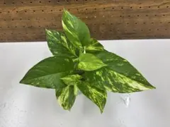 ポトス ゴールデン 発根済みのサムネイル