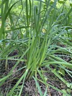 カンゾウ60g 新芽 お試し 朝採取れ 無農薬 山菜 漢方 山野草 新鮮