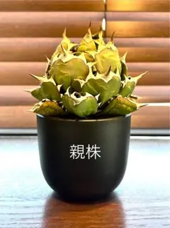 サービス品【匿名配送】④サイズ大　アガベ　姫厳竜錦　覆輪斑　TC 子株付 2025年最新】姫厳竜 白中斑の人気アイテム - メルカリ