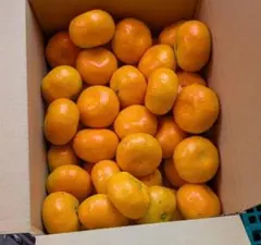 6.30.2S01●マルナン・温室みかん光センサー●2.5kg●チルド便のサムネイル