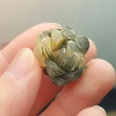 【特価】ハオルチア　オブツーサ錦　黄斑　総柄