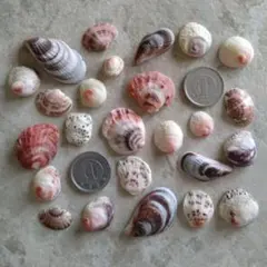 貝殻セット①　貝殻　二枚貝　レジン　シーグラスアート　オーシャンアート
