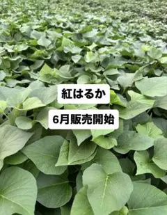 栗かぐや10本 きみまろこ10本 - メルカリ