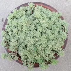 多肉植物　パリダム　斑入り　カット苗