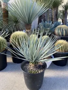 2月入荷 500粒+ ユッカ リギダ 種 種子 証明書あり0108 2月入荷 500粒+ ユッカ リギダ 種 種子 証明書あり0108 種・種子