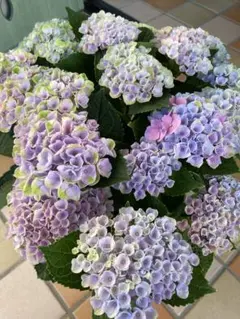 アジサイ　挿し穂　1〜2節3本セット　紫陽花　ハイドランジア　マジレボのサムネイル