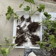 2025年最新】苗の人気アイテム - メルカリ