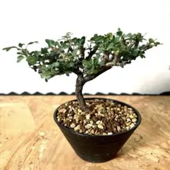 モンソニア バンデリエティアエ サルコカウロン 竜骨扇 大きめ株