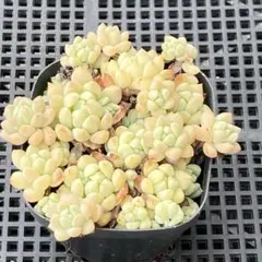 【送料込み】エケべリア韓国苗　ピンクプロリフィカ　多肉植物　ポコ多肉