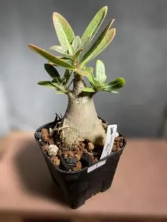 センナ メリディオナリス 海外実生 発根済み 493 - メルカリ