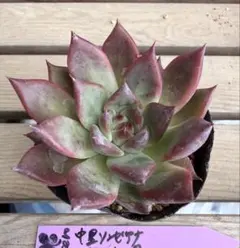 多肉植物 中里リンゼアナ×ホリコロ 実生 ② 抜き苗 - メルカリ