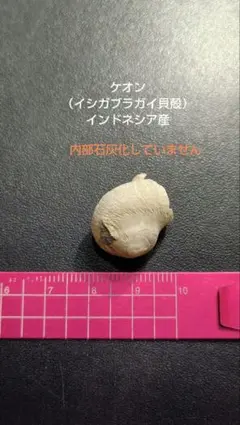 勇姿！！戦い厳しさを感じるケオンさん☆　イシカブラ　ケオン　石　パワーストーン 2026年最新】ケオン 石の人気アイテム - メルカリ