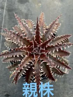 Dyckia PE-5 otto Blomeliad Hybridのサムネイル