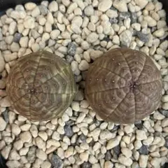 Nene様 リクエスト 2点 まとめ商品